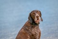 Detailed headshot of a German Short haired Pointer, GSP dog sitting on the beach of a lake during a summer day. He looks