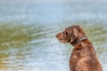 Detailed headshot of a German Short haired Pointer, GSP dog sitting on the beach of a lake during a summer day. He