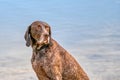 Detailed headshot of a German Shorthaired Pointer, GSP dog sitting on the beach of a lake during a summer day. He looks back,