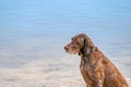 Detailed headshot of a German Shorthaired Pointer, GSP dog sitting on the beach of a lake during a summer day. He stares