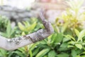 Detailed Hermit statue and architecture in Wat Pho Royalty Free Stock Photo