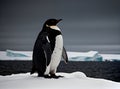 Detailed high quality medium shot penguin noir. Royalty Free Stock Photo