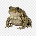 Common Toad Grouping, High-Resolution Herpetological Asset, Transparent Background Royalty Free Stock Photo