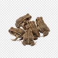 Common Toad Grouping, High-Resolution Herpetological Asset, Transparent Background Royalty Free Stock Photo