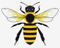 Detailed Honey Bee Vector Illustration Royalty Free Stock Photo