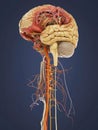 Detailed Human Anatomy with Brain and Cardiovascular System. Generative ai Royalty Free Stock Photo