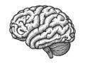 Detailed Human Brain Engraving vector Illustration Royalty Free Stock Photo