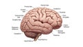 Labeled Human Brain Illustration for Education Isolated on White Royalty Free Stock Photo