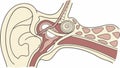 Detailed Human Ear Anatomy: Inner and Outer Structures, Medical Science, vector design Generative AI Royalty Free Stock Photo