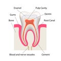 Detailed human tooth anatomy infographic chart isolated on white Royalty Free Stock Photo