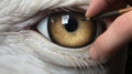 Detailed Hyperrealism: Painting The Eye Of An Eagle