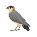 Detailed flat vector icon of Egyptian falcon. Predatory bird with long gray-black pointed wings and notched beak