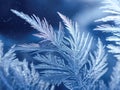Detailed icy frost patterns forming delicate feather-like structures on a cold window with a soft blue winter background and Royalty Free Stock Photo