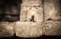 Detailed Iguana or Ctenosaura similis on stones of Tulum Ruins. Royalty Free Stock Photo