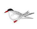 Detailed Illustration of an Arctic Tern