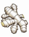 Detailed Illustration of Beige Ginger Root on White Background Close Up Royalty Free Stock Photo