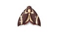 Brown moth with cream markings and sparkling wings isolated on white background Royalty Free Stock Photo