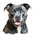 Detailed Illustration Of A Colorized Pit Bull Terrier Royalty Free Stock Photo