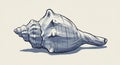 A detailed illustration of a conch shell, characterized by its spiral shape and textured Royalty Free Stock Photo