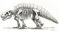 Detailed Illustration of a Dinosaur Skeleton in a Side View with Accurate Bone Structure Royalty Free Stock Photo