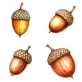 Detailed Illustration of Four Acorns in Warm Colors Royalty Free Stock Photo