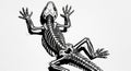 Detailed Illustration of Frog Skeleton in Dynamic Pose Royalty Free Stock Photo
