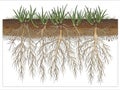 Detailed Illustration of Grass Roots System Growing in Soil Cross-Section Royalty Free Stock Photo