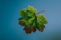 Detailed illustration of green maple leaf isolated on blue gradient background botanical study style natural plant element Royalty Free Stock Photo