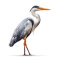 Detailed Illustration of a Grey Heron Isolated on White and PNF Background Royalty Free Stock Photo