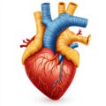 Detailed illustration of a human heart with bright color coded arteries and veins, representing cardiovascular science, medical