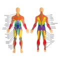 Detailed illustration of human muscles. Exercise and muscle guide. Gym training. Front and rear view. Royalty Free Stock Photo