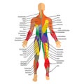 Detailed illustration of human muscles. Exercise and muscle guide. Gym training. Front and rear view.