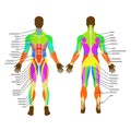 Detailed illustration of human muscles. Exercise and muscle guide. Gym training. Front and rear view.