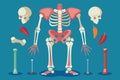 Detailed illustration of a human skeleton with diverse bones and joints displayed, Orthopedic Customizable Disproportionate