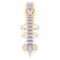 Human spinal cord with nerves illustration Royalty Free Stock Photo