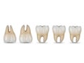 Detailed illustration of human teeth types Royalty Free Stock Photo