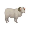 Detailed flat vector icon of male sheep. Adult ram with gray wool and curved horns. Domestic animal. Livestock farming