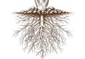 Detailed illustration of a plant s extensive root system and soil structure Royalty Free Stock Photo