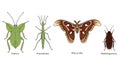 Diversity of Insects: A Colorful Illustration of Leaf Insect, Stick Insect and Moth Royalty Free Stock Photo