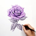 Detailed Illustration Of A Purple Rose In Pencil Drawing