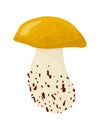 Detailed illustration of single porcini mushroom, realistic edible fungi, nature. Mycology, gourmet cooking ingredient