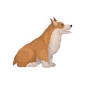 Detailed flat vector icon of sitting Welsh corgi, side view. Lovely dog with red coat and short legs. Cute home pet