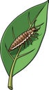 Detailed Illustration of a Springtail on Leaf Royalty Free Stock Photo