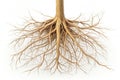 Detailed illustration of a tree s extensive root system Royalty Free Stock Photo