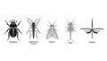 Detailed Illustration of Various Insects and Their Body Structures Royalty Free Stock Photo