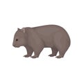 Detailed flat vector icon of wombat, side view. Australian marsupial animal with brown coat and short legs