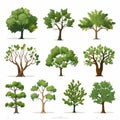 Detailed Illustrations Of Different Kinds Of Trees