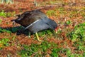 Common Moorhen - Gallinula chloropus feeding. Royalty Free Stock Photo