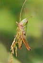 Meadow Grasshopper - Chorthippus parallelus holding on to a stem of grass seeds. Royalty Free Stock Photo