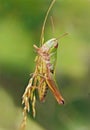 Meadow Grasshopper - Chorthippus parallelus holding on to a stem of grass seeds.